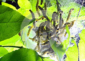Caterpillars codling moth