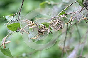 Caterpillars codling moth