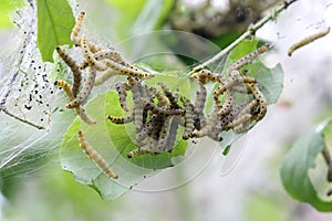 Caterpillars codling moth