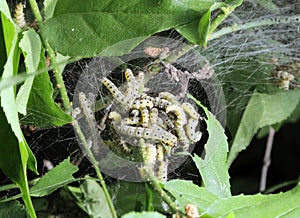 Caterpillars codling moth