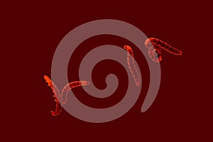 caterpillars codling moth