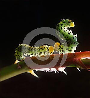 Caterpillars couple together on the rose stem