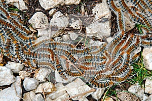 Caterpillars crawling in swarm