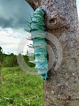 Caterpillars crawling on a tree, for background detail