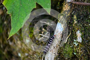 Caterpillars crawling on tree trunks