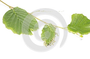 Caterpillars devour a leaf.