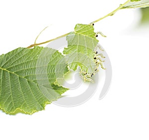 Caterpillars devour a leaf.