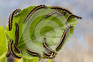 Caterpillars devour the leaves