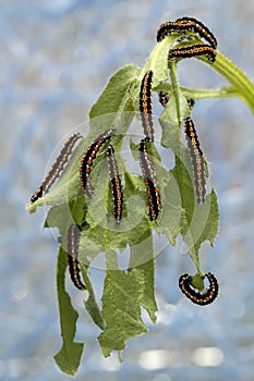 Caterpillars devour the leaves