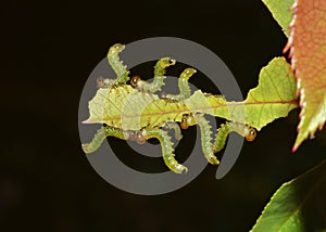 Caterpillars devouring the leaf