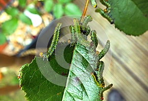 Caterpillars devouring a rose leaf