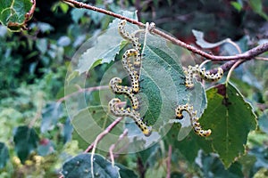 Caterpillars eat birch leaves. insects in nature