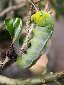 Caterpillars eat Desert Rose leaves