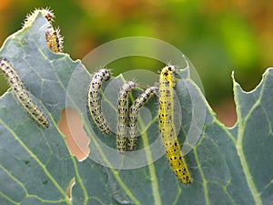 Caterpillars eating a cabbage leaf