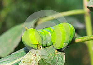 Caterpillars eating leaves on eggplant trees.