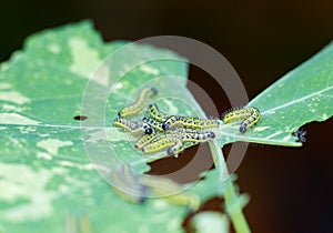 Caterpillars eating a nasturtium Leaf