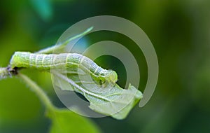 The caterpillars are eating tree saplings photo