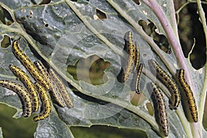 Caterpillars eating vegetable leaf