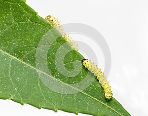 Caterpillars of eri silk moth