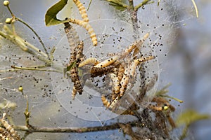 Caterpillars of ermine moths Yponomeuta
