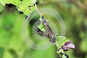 caterpillars feeding on leaves