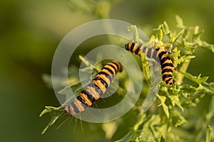 Caterpillars on flower in spring photo