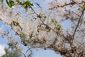 The caterpillars of the Gespinstmotte Yponomeutidae have a tree cocooned