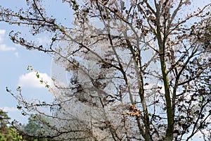 The caterpillars of the Gespinstmotte Yponomeutidae have a tree cocooned