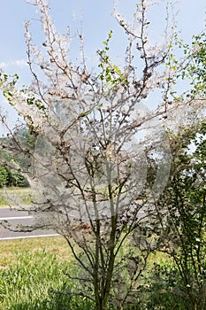 The caterpillars of the Gespinstmotte Yponomeutidae have a tree cocooned
