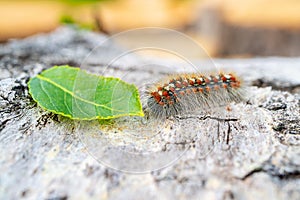 Caterpillars hairy near a green leaf on the cut