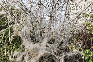 Caterpillars that have completely colonized and destroyed a bush