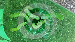 Caterpillars horned worm