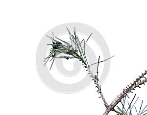 Caterpillars infest on pine branch pests