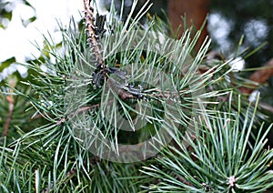 Caterpillars infest on pine branch pests