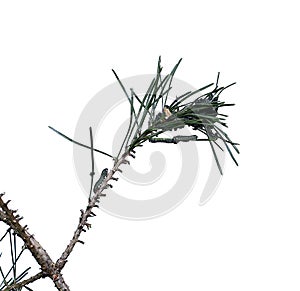 Caterpillars infest on pine branch pests photo