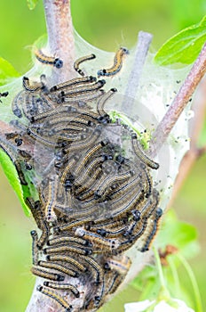 Caterpillars of Lackey moth feeding on prunus