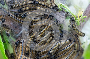 Caterpillars of Lackey moth feeding on prunus