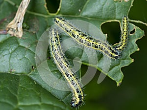 Caterpillars of the large white butterfly on a cabbage leaf