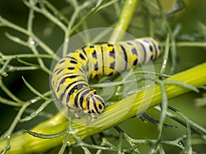 Monarchn Caterpillar, larval, Lepidoptera