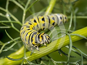 Monarchn Caterpillar, larval, Lepidoptera