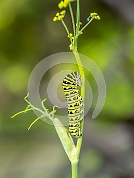 Caterpillars, larval  stage,Lepidoptera