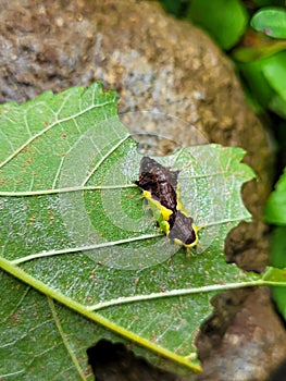 Caterpillars are the larval stage of members of the order Lepidoptera