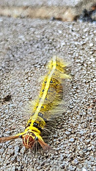 Caterpillars are the larval stage of members of the order Lepidoptera