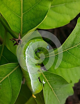Green Caterpillar is eating leaf photo