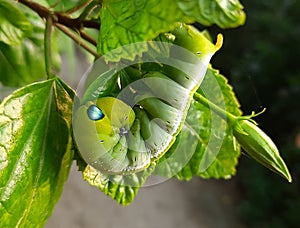 Green Caterpillar is eating leaf photo