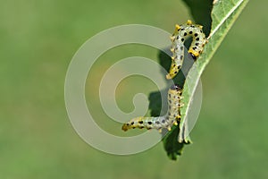 Caterpillars on leaf