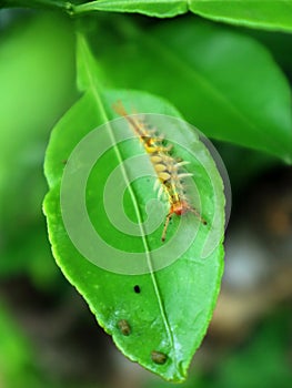 Caterpillars on lime green leaves