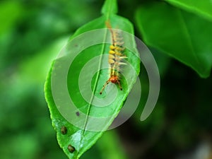 Caterpillars on lime green leaves