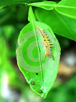 Caterpillars on lime green leaves