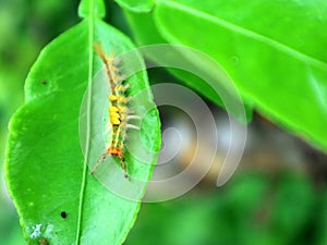 Caterpillars on lime green leaves